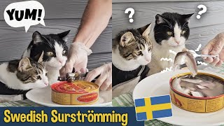 Cats Try Surströmming  The Smelliest Food In The World [upl. by Ardnek]