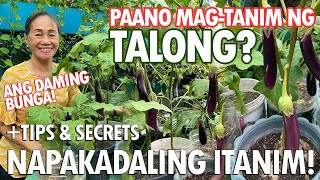 ANG DAMING BUNGA NG TALONG PAANO NGA BA ITO ITINATANIM NAPAKADALI LANG How to plant Eggplant [upl. by Shira267]