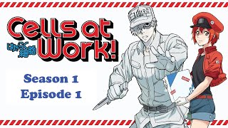 Cells at Work S1 Ep1 Corona Virus Invasion [upl. by Avahc797]