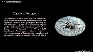 Tegenaria Abchasica and Tegenaria Ferruginea Explained [upl. by Milson]