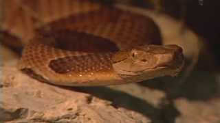 Do You Know How Many Species of Venomous Snakes Are Native In Missouri [upl. by Zysk]