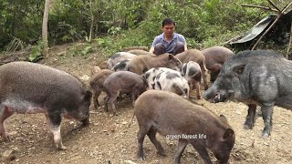 Grazing pigs Harvesting peanuts Robert  Green forest life [upl. by Afatsuom]