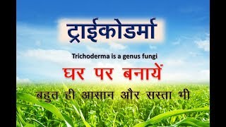 How to make Trichoderma fungi at home  ट्राइकोडर्मा घर पर बनाना बहुत आसान [upl. by Arvad]