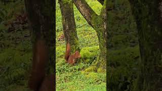 Lécureuil roux ecureuil faune biodiversité [upl. by Idnahr]