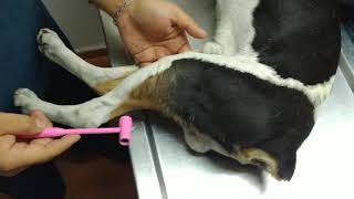 Neurología Veterinaria paciente con hiperreflexia Miembros pélvicos [upl. by Latoya]