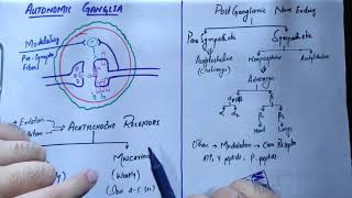 Autonomic GangliaPreganglionic and Post ganglionic TransmittersReceptorsneuroanatomyANSMBBSBDS [upl. by Onailimixam395]