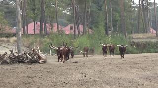 Safaripark Beekse Bergen Resort [upl. by Islek]