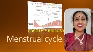 MenstrualCycleFemaleReproductivesystemProliferativephaseLutealPhaseCBSE12thBiology [upl. by Past]