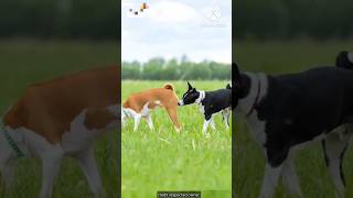 Why do dogs sniff other dogs ass [upl. by Broderic]