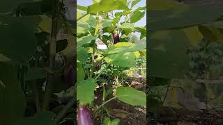 farmer kisan agriculture farming farmingstatus compost [upl. by Saffier]