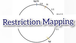 Restriction Mapping  Circular and linear DNA Restriction Mapping [upl. by Nocam145]