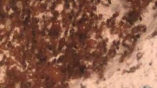 Solenopsis geminata Nest [upl. by Pavior]