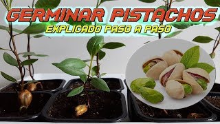 INCREIBLE Como Germinar Semillas de Pistacho  Germinar Pistacho  Sembrar Pistacho  Plantar [upl. by Barrada]