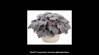 DOLCE® Frosted Berry Heuchera Bin3aiah Plants [upl. by Alphonso549]