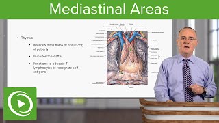 Mediastinal Areas – Anatomy  Lecturio [upl. by Ylra]