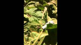 South American Tomato Leafminer Lure Field Trials [upl. by Kone857]