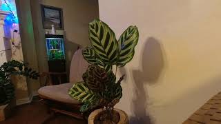 Calathea Makoyana 20hr Time Lapse [upl. by Yenobe]