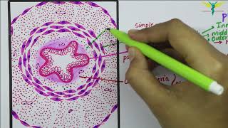 Histology of Vas Deferens \ Ductus Deferens [upl. by Ahsirhcal]