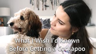 THINGS I WISH I KNEW Before Getting a Cockapoo Puppy [upl. by Marler]