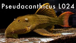 Pseudacanthicus sp L024  Rio Tocantins [upl. by Swigart]