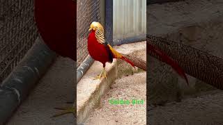 Golden Pheasant Bird [upl. by Charmain]