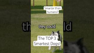 Top 3 Smartest Dog Breeds – 2 Will Surprise You 🐶🧠 [upl. by Bega]