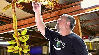 NEW Way To RIPEN Bananas to Make Them Sweeter [upl. by Hnad]