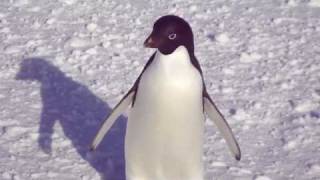 adelie penguin approach [upl. by Artenahs]