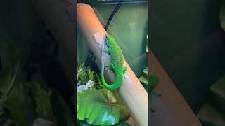 Most Beautiful Gecko In The World  Giant Day Gecko shorts [upl. by Hniv]