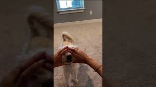 Bailey does the snoot challenge dog shorts funny funnydogvideos cute [upl. by Nuahsed885]