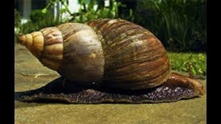 Raising Millions Of Snails  Millionaire Snail Farmers  Lucrative Snail Farming Business [upl. by Arihsat279]