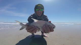 Surf Fishing for some tasty Pompano Fernandina Beach FL [upl. by Krantz479]