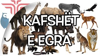 Kafshët e egra [upl. by Mafalda]