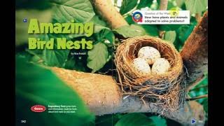 Amazing Birds Nests [upl. by Schach]