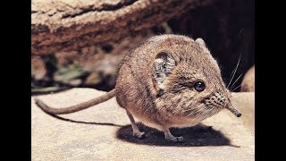 Sengi  Elephant shrews or jumping shrews Compilation [upl. by Anohsal]