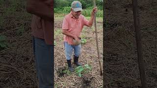 Sembradera es un método de siembra utilizado por los agricultores del campo🌱🫘 agriculture campo [upl. by Eilema]