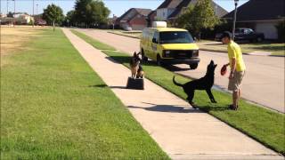 Ava Off Leash  Broken Arrow Dog Obedience Schools [upl. by Jeromy]