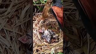 Greater coucal bird tries to bite a mouse in the nest2 [upl. by Silden]