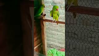 Parrot Talking Video shortsvideo [upl. by Gnohc]