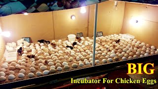 Incubator for Chicken Eggs  BIG Incubator For Hatching Eggs at Home  Egg Incubator  Birds Palace [upl. by Keil]