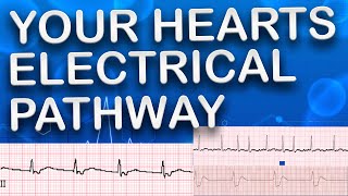 How Your Heart’s Electrical Pathway Powers Each Beat [upl. by Latea600]