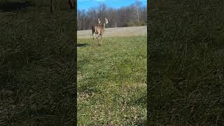 Rutting Big Indiana Buck cellulartrailcamera whitetaildeer whitetailbuck deerhunting [upl. by Sigfrid]