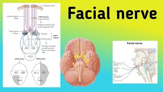 Facial Nerve  Cranial Nerve 7 pathway Branches Bells Palsy [upl. by Jacklyn]