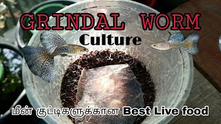 Grindal worm Culture  Live Feed Culture  Aathi Aqua Vlog [upl. by Eula]