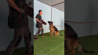 Instinctual Guarding DogTraining GuardDogs [upl. by Ezekiel]