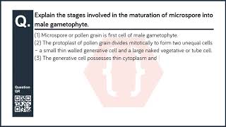 Explain the stages involved in the maturation of microspore into male gametophyte  Biology [upl. by Sivar]