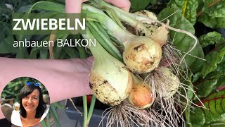 Zwiebeln auf dem Balkon anbauen  Zwiebeln im Topf pflanzen [upl. by Conley]