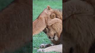 Lion Cub Attacks Dads Face 😂 [upl. by Anined381]