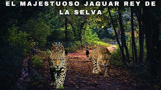 El Majestuoso Jaguar Rey de la Selva [upl. by Rimaj]