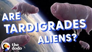 Are Tardigrades Aliens  The Dodo [upl. by Aalst237]